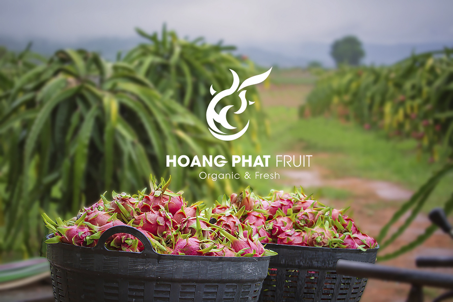 img dự án