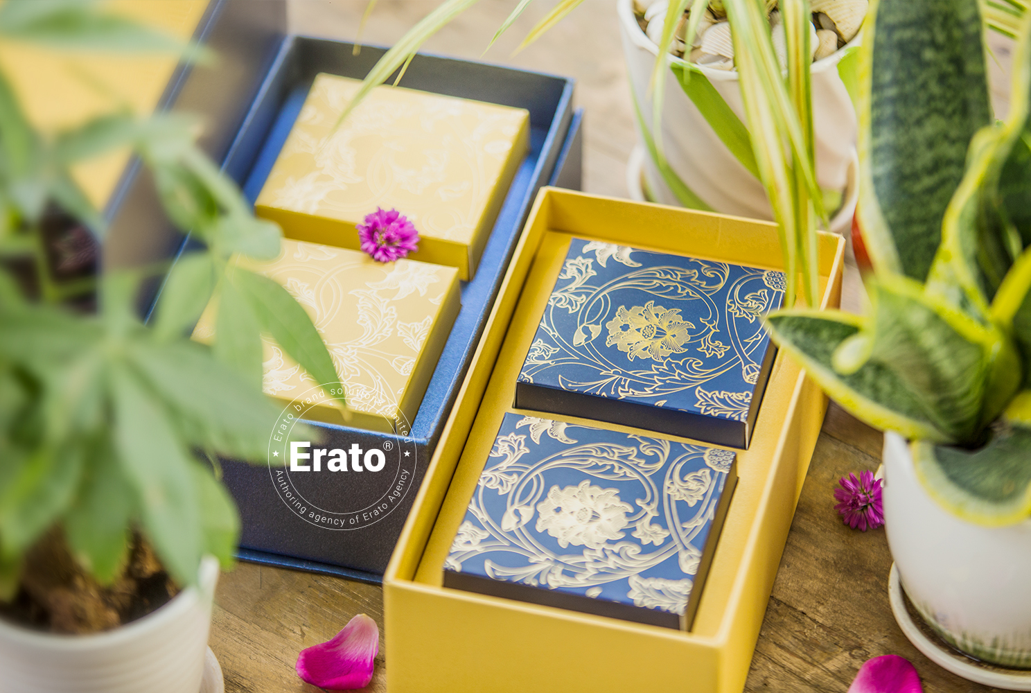img dự án