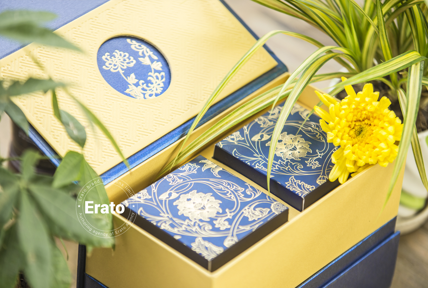 img dự án