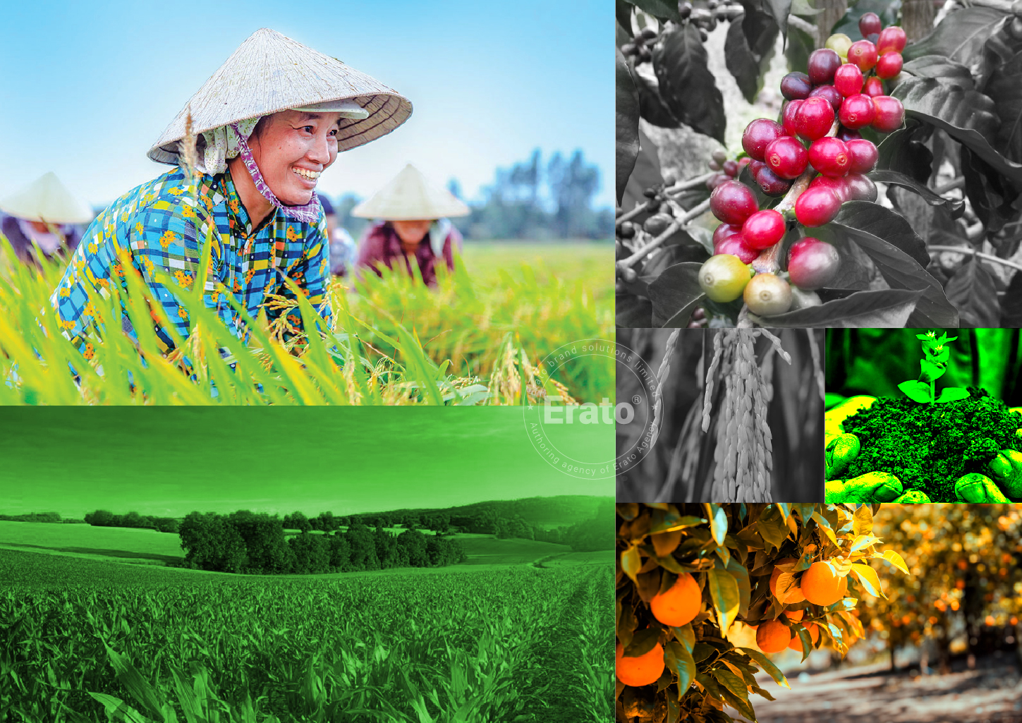 img dự án